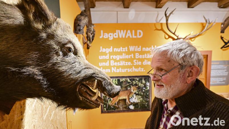 Auge in Auge: So nahe wie in der neuen Ausstellung in Bergnersreuth kommt selbst einer wie Christian Kreipe großen Keilern selten. Aber die „Waldgeschichten Fichtelgebirge“ haben noch viel mehr zu bieten, was nicht nur den ehemaligen Geschäftsführer des Naturparks Fichtelgebirge erfreut. Bild: Florian Miedl/fph