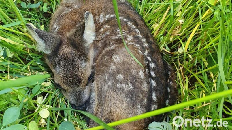 Ein Rehmutter versteckt ihre Kitze im hohen Gras. Hunde können trotzdem die Fährte aufnehmen und das Jungtier gefährden. Bild: Susanne Kunisch