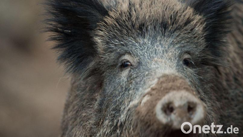 Ein Wildschwein steht in einem Wildschweingehege. Symbolbild: Lino Mirgeler/dpa
