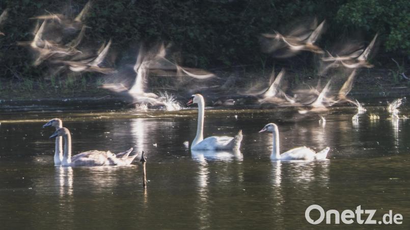 Fotograf Ludwig Brunner fängt aufsteigende Wildgänse und Wildenten am Buchfelderweiher ein. Bild: Ludwig Brunner/exb