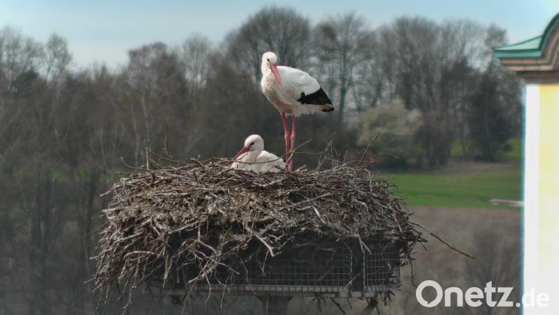 Das Storchenpaar am 27. März 2024 zur Mittagszeit auf dem Dach des Schlosses in Neustadt/WN: Während ein Altstorch auf dem Gelege sitzt und brütet, wartet der andere bis er an der Reihe ist. Bild: exb/Webcam Landratsamt Neustadt/WN