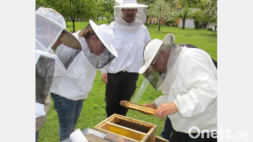 Jungimker bei der Arbeit: Wo ist die Königin? Bild: Klaus Schmidt/exb