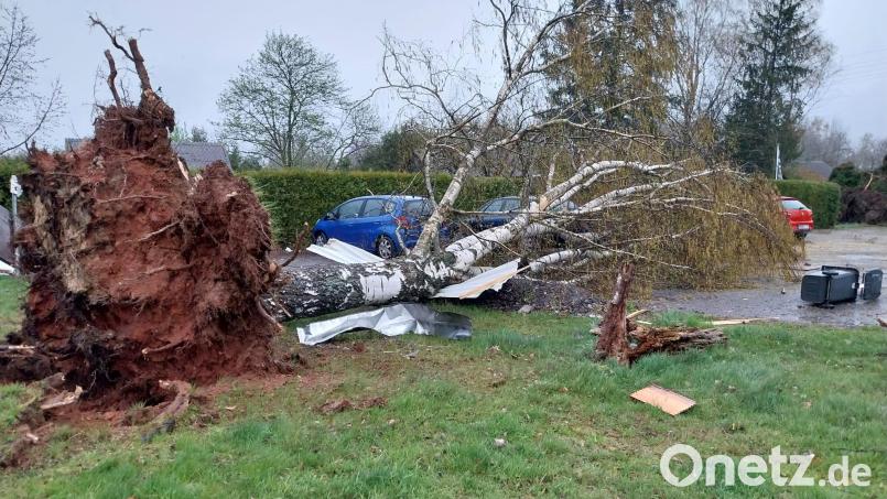 Beim Kleintierzüchterheim reißt der Sturm eine Birke um. Bild: Christian Schieder