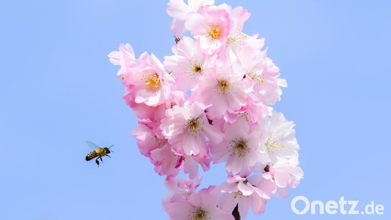 Der März 2024 war der wärmste März seit Beginn der Wetteraufzeichnungen – auch in der Oberpfalz. Symbolbild: Julian Stratenschulte/dpa