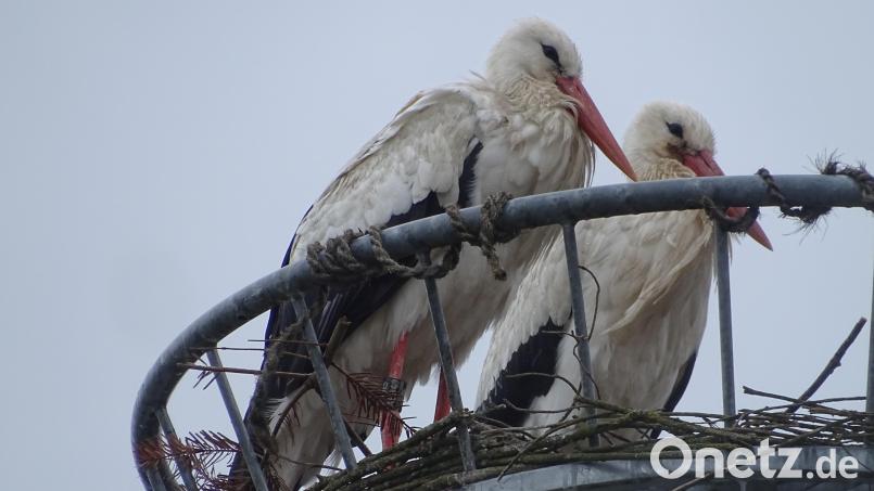 Hoch oben auf einem ehemaligen Trafohaus hat ein Storchenpaar an der Godelmann-Werkszufahrt mit dem Nestbau begonnen. Auf dieses Ereignnis hatte man in dem Höglinger Unternehnen sieben Jahre lang gewartet. Bild: Houschka