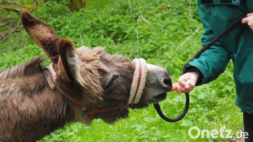 Kleine Bestechung: Eine Karotte kann die Stimmung heben und die Tiere zum Weiterlaufen bewegen. Bild: Andreas Drouve/dpa
