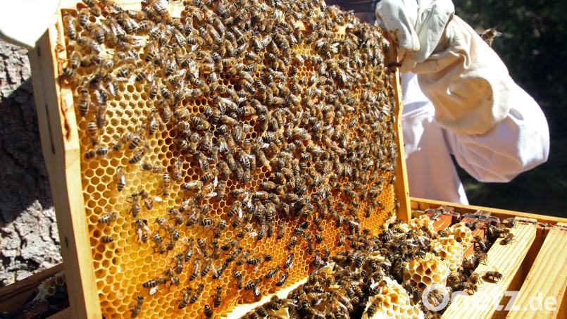Eine Imkerin kontrolliert einen Rahmen eines Bienenstocks mit Bienenwaben. Die Insekten rücken immer mehr ins Visier Krimineller. Symbolbild: Wolfgang Kumm/dpa