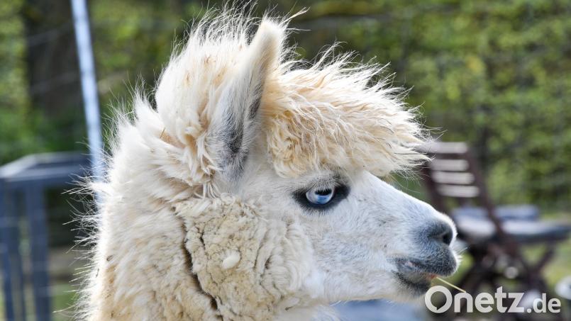 Die Raigeringer Alpakas unterstützen jetzt den dortigen Obst- und Gartenbauverein: Der Mist dieser Tiere gilt als einer der besten Dünger, die es gibt. Bild: Petra Hartl