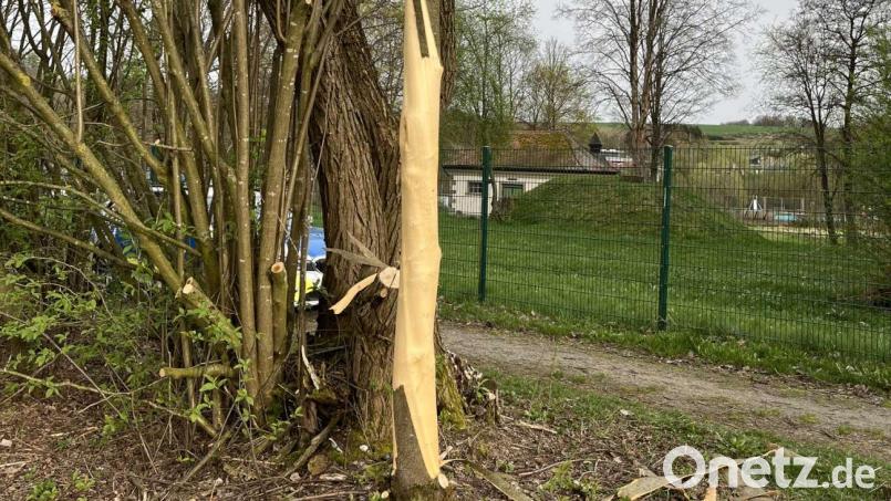 Am Wasserwerk in Wunsiedel entrindeten Unbekannte diesen Baum fast komplett. Bild: Polizei Wunsiedel