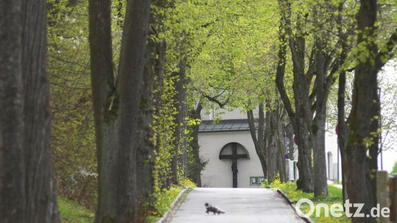 Anwohner der Felixallee fürchten um die Idylle, wenn in der Nachbarschaft Mehrfamilienhäuser entstehen. Wie die Klosterkirche am Ende der Straße in den Konflikt mit der Stadt verwickelt ist, stößt einigen Stadträten sauer auf. Bild: Gabi Schönberger