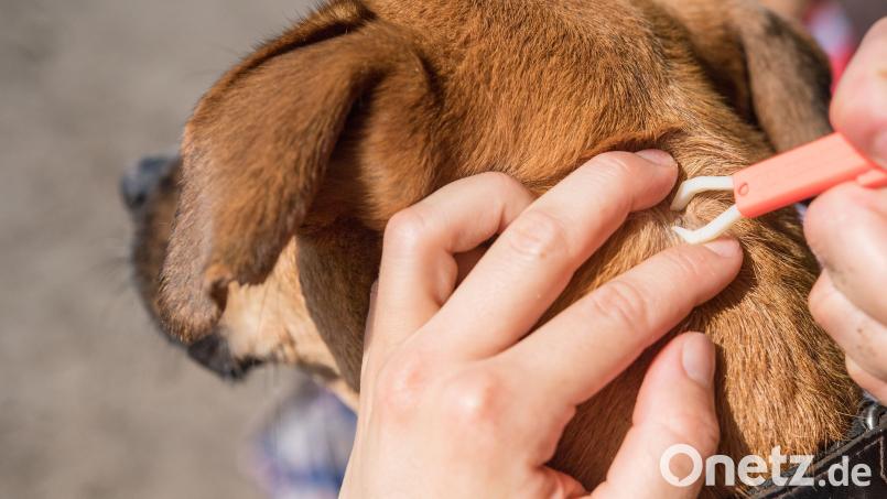 Bei der Entfernung mit einer Zeckenzange sollte man möglichst nah an die Haut von Hund oder Katze herangehen. Symbolbild: Robert Günther/dpa