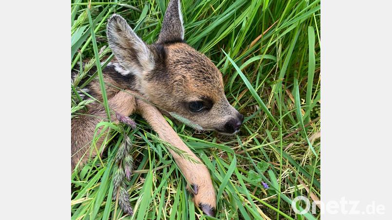 Jäger und Landwirte müssen an einem Strang ziehen, um Rehkitze zu retten. Bild: Donhauser/exb