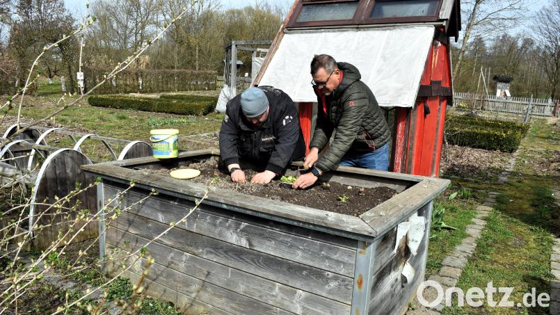 Bernhard Etterer (links) und Harald Schlöger bestücken ein Hochbeet mit den ersten Salatfpflänzchen der Saison. Das Hochbeet musste lediglich mit neuer Erde aufgefüllt werden, schon war es pflanzbereit. Hochbeete, weiß Kreisgartenfachberater Harald Schlöger, seien immer beliebter bei den Hobbygärtnern. Bild: ubb