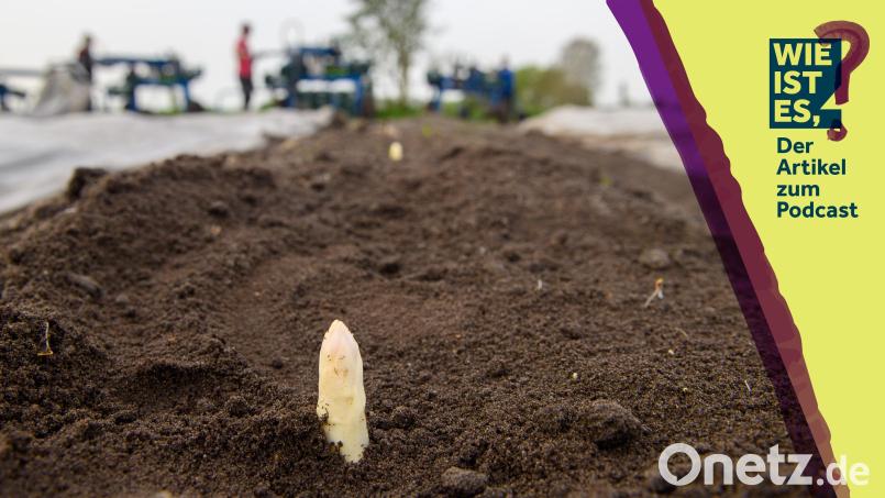 In Folge 52 dreht sich alles rund um den Spargel. Bildmontage: Klaus-Dietmar Gabbert/dpa/Gube