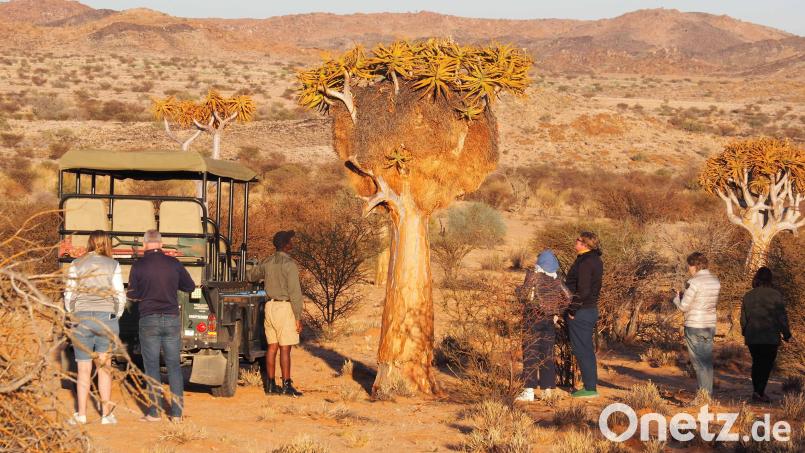 Kurze Pause an einem Köcherbaum: Neben Tieren gib es auf Safari in der Provinz Nordkap auch typische Pflanzen zu bewundern. Bild: Andreas Drouve/dpa