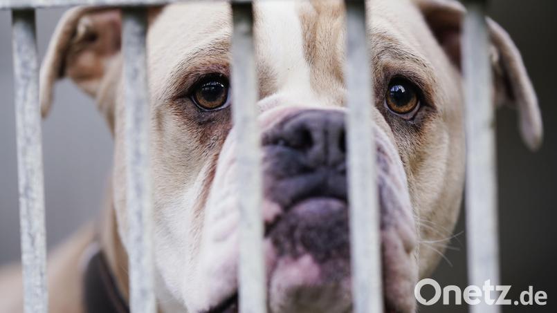 Von so einer Bulldogge ist eine 23-Jährige gebissen worden. Symbolbild: Uwe Anspach/dpa