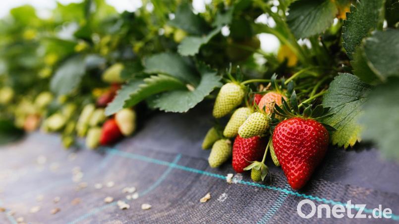 Reife und unreife Erdbeeren sind in einem Gewächshaus aus Folien und Gestänge. Bild: Philipp von Ditfurth/dpa/Archivbild