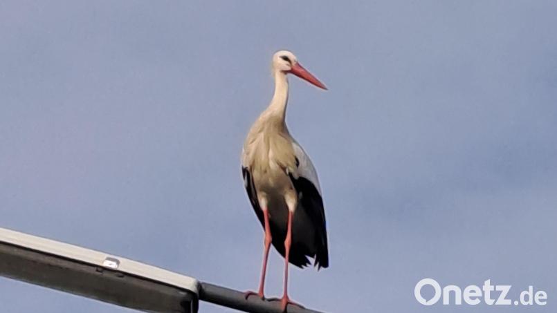 Der Mehlmeiseler Storch gönnt sich mal eine kleine Auszeit. Bild: gis