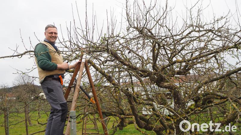 Für Matthias Birner ist der Obstbaumschnitt auch eine Form der Meditation. Dabei hat er sich dieses Hobby nicht ausgesucht, sondern geerbt. Bild: bl
