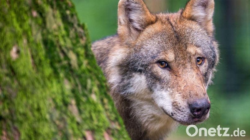 Ein Wolf schaut hinter einem Baum im Wildpark Poing hervor. Bild: Lino Mirgeler/dpa