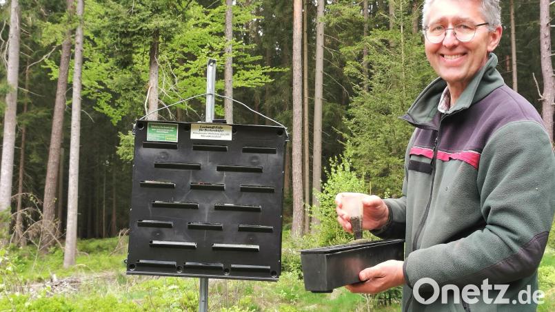 Der Oberviechtacher Förster Markus Lobinger betreut das Borkenkäfer-Monitoring im nördlichen Landkreis Schwandorf. Beim Entleeren der Schlitzfallen hat er einen Messbecher dabei. Bild: Portner