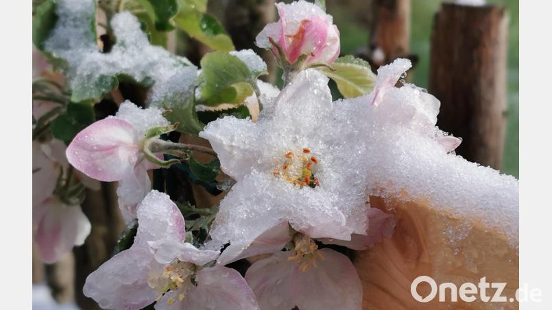 Sie können einem leid tun, die Blüten im Schnee, gesehen in Oberviechtach. Viele Pflanzen sind aber robuster als man denkt. Bild: Gertraud Portner