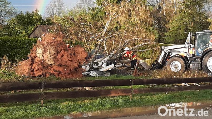 Einer der entwurzelten Bäume vor dem Kleintierzüchterheim in Schirmitz und der Hundetagesstätte, die ebenfalls betroffen war. Bild: ise