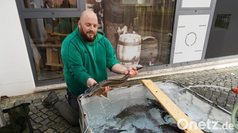Alle drei bis vier Jahre muss das fast 30.000 Liter fassende Aquarium im Haus am Teich in Tirschenreuth gereinigt werden. Die Fische werden in dieser Zeit in einen Behälter umgesiedelt. Diese Aufgabe übernimmt Fischwirt Christoph Kick. Bild: kaz