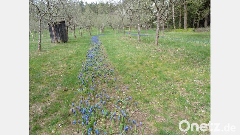Die dicht blauen Hyazinthenstreifen werden von den Rehen aus dem nahen Wald ausgedünnt. Bild: amö