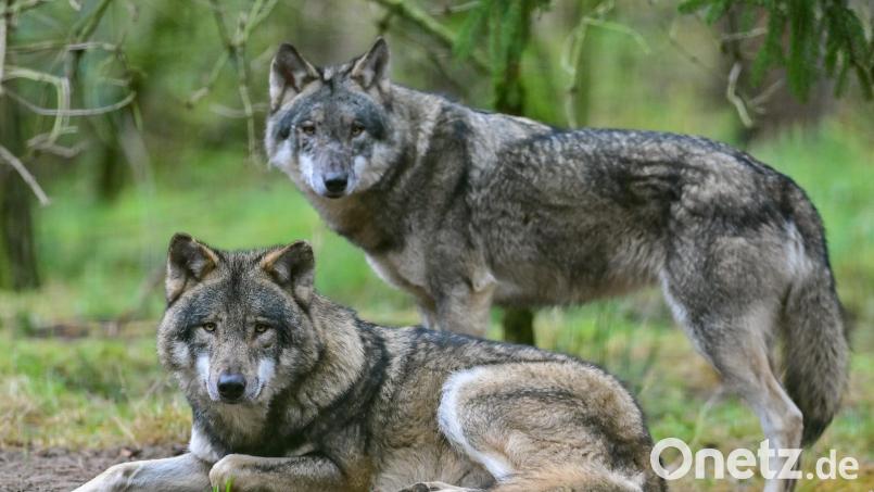 Zwei Wölfe sind im Gehege in einem Wildpark zu sehen. Gewebeproben von zwei toten Tieren, die im Landkreis Schwandorf entdeckt worden sind, sind mittlerweile analysiert. Symbolbild: Patrick Pleul/dpa