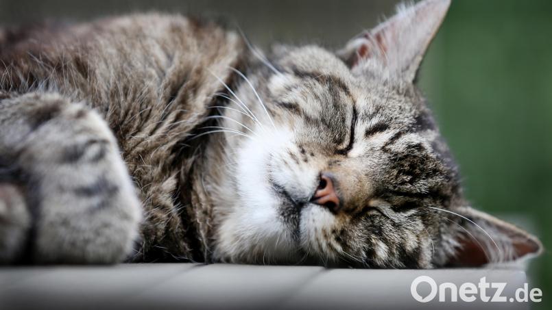 Die Polizei Weiden rettet eine völlig verwahrloste Katze aus einer Wohnung. Symbolbild: Martin Gerten/dpa