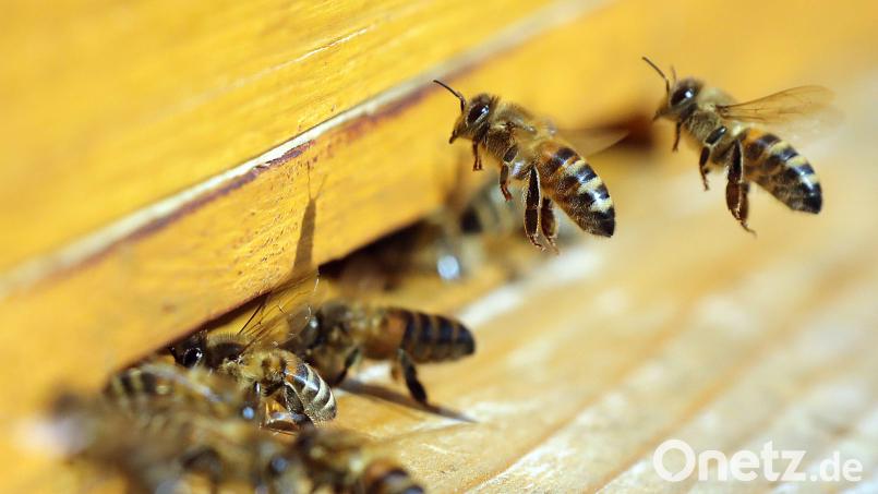 Honigbienen fliegen einen Bienenstock an. In einem Stand in Naabeck (Stadt Schwandorf) ist die Faulbrut festgestellt worden. Symbolbild: Wolfgang Kumm/dpa