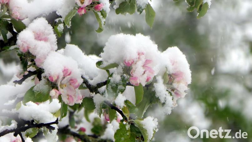 Schnee hat sich am vergangenen Sonntag auf Blättern und Blüten der Obstbäume im Landkreis Tirschenreuth abgesetzt. Archivbild: ils