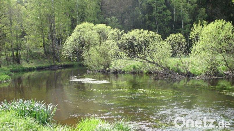 Die Pfreimd mit ihrer flutenden Wasservegetation liegt im Fauna-Flora-Habitat-Gebiet &quot;Pfreimd Loisbach&quot;. Bild: Dr. Gudrun Mühlhofer/exb