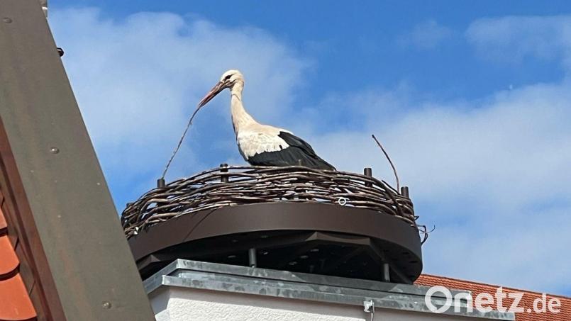 Der Storch sitzt auf dem Dach des Bootshauses in Amberg und baut an seinem Nest. Das war vor einigen Tagen. Derzeit ist nichts zu sehen und zu hören von ihm. Bild: klaus.herdegen@luedecke.de