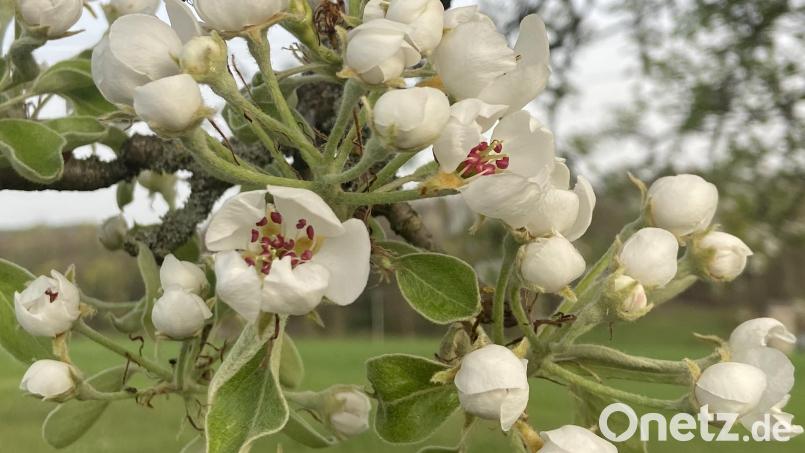 Birnenblüte. Bild: Harald Schlöger