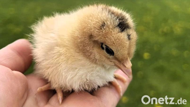 Solche und andere kleine Federknäulchen vieler unterschiedlicher Rassen gab es beim Kükenmarkt des Kleintierzuchtvereins Waldsassen zu sehen und zu kaufen. Bild: Heike Suchanek/exb