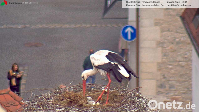 Grau, winzig und zuckersüß: In der Weidener Altstadt sind am Donnerstag zwei Storchenbabys geschlüpft. Bild: Storchen-Webcam der Stadt Weiden / exb