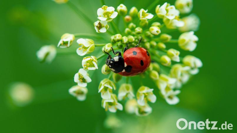 Marienkäfer fressen ungeliebte Blattläuse. Um die gepunkteten Käfer in seinen Garten zu locken, sollten dort Schafgarbe, Ringelblume oder Kornblumen wachsen. Auch natürlich gehaltene Wiesenflächen sind ihr bevorzugter Lebensraum. Symbolbild: Dominik Neudecker – stock.adobe.com