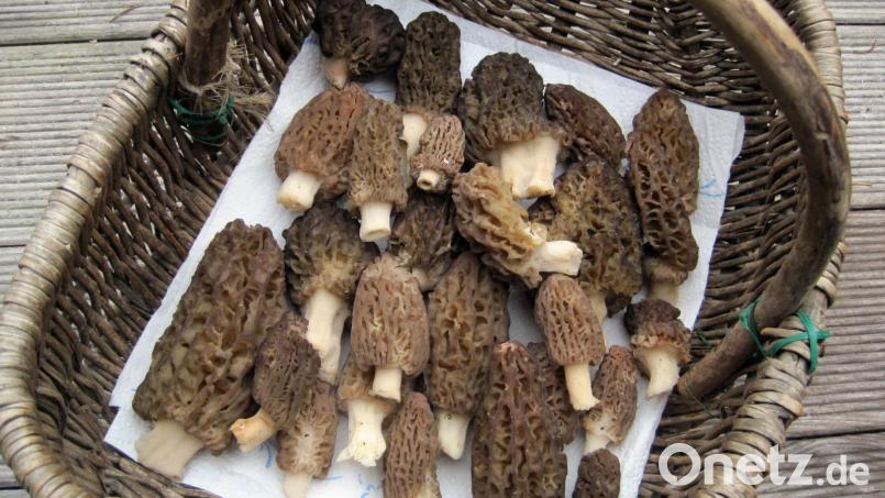 Spitzmorcheln gelten als Delikatesse. Sie wachsen gerne auf kalkhaltigen Böden und in feuchten Auenwäldern. Frisch zubereitet sollte nur eine kleine Menge gegessen werden. Pilzsachverständige ziehen getrocknete Morcheln vor. Bild: Lothar Roth