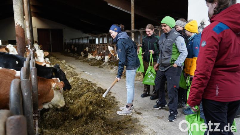 Über den Beruf der Landwirtin informieren sich 15 Jugendliche auf dem Hof von Stefanie Hösl in Pilmersreuth an der Straße. Wie viel Kraft wird beim Füttern der Kühe benötigt? Paula Söllner probiert es aus. Bild: kaz