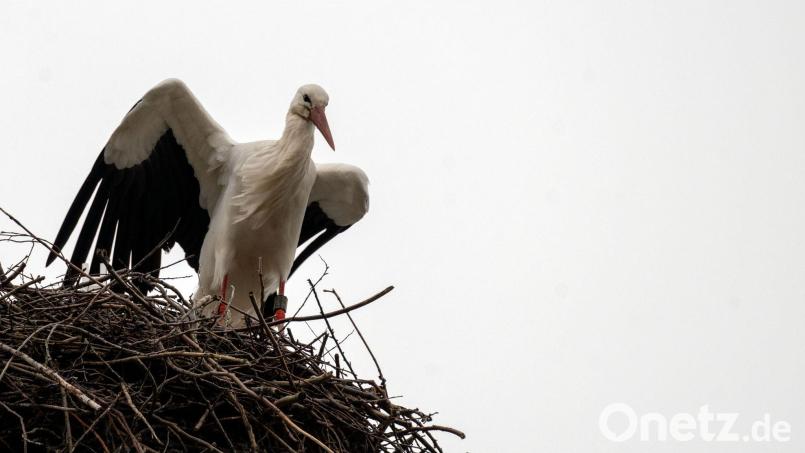 Vielleicht kann man schon bald beim Spaziergang in Schönsee an der Alten Säge Störche beobachten. Symbolbild: Pia Bayer/dpa
