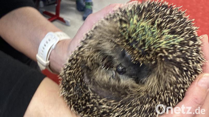 Igel-Dame Cassandra bei Ihrer Ankunft in der Grundschule von Dieterskirchen Bild: Lothar Drachsler/exb