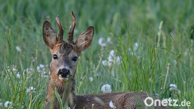 Ein Rehbock verfing sich in Oberfranken im Netz eines Fußballtores. Symbolbild: Patrick Pleul/dpa