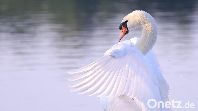 Ein Schwan attackierte das Glas einer Eingangstüre in Sulzbach-Rosenberg. Symbolbild: David Young/dpa