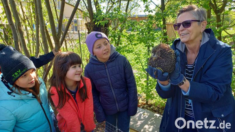 Wenige Tage bevor sie ausgewildert wird, haben die Schüler in der Grundschule Dieterskirchen noch Gelegenheit, die Igel-Dame Cassandra zu treffen. Lisa Ruder kontrolliert, ob das Tier fit genug für ein Leben in Freiheit ist. Bild: bl
