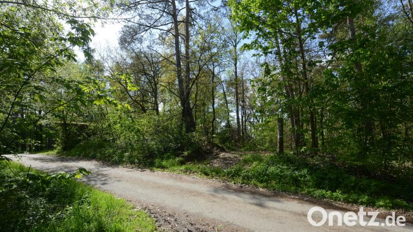 Oberhalb des &quot;Gießhübels&quot;, wo schon jetzt eine kleine Lichtung im Wald sichtbar ist, soll der neue Hochbehälter errichtet werden. Bild: bey