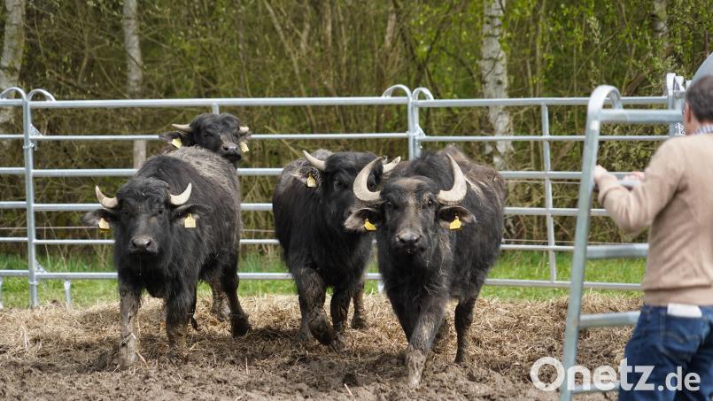Ab in die Waldnaabaue! Die vier Karpatenbüffel nutzten das offene Gatter sofort, um ihr neues Zuhause zu erkunden. Bild: kaz