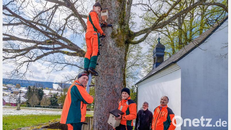 Unter Anleitung von Ausbilder Ewald Vogel von den Bayerischen Staatsforsten montieren die Azubis Jonathan Schön und Felix Haberkorn am Hammerkirchl bei Mehlmeisel Vogelnistkästen. Über die gelungene Artenschutz-Maßnahme freuen sich Kirchenpfleger Manfred Prechtl und Winfried Pfahler, der Leiter des Forstbetriebs Fichtelberg (von links nach rechts). Bild: Martin Hertel/exb