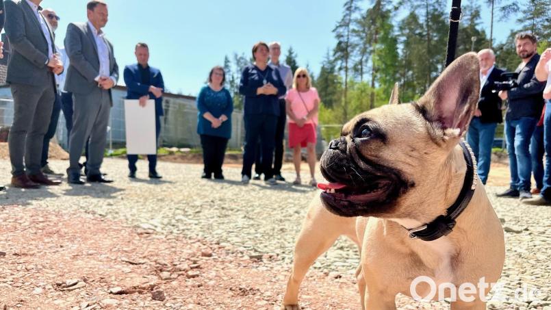 Hund Emma läuft auf der planierten Schotterfläche in der Schustermooslohe 96 in Weiden herum. Dort soll noch heuer das neue Tierheim gebaut werden. Bild: Gabi Schönberger